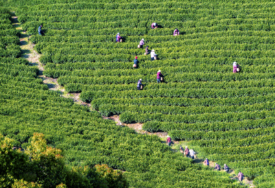 春茶與科技 宜興陽(yáng)羨春茶開(kāi)采與電子產(chǎn)品銷售的雙重節(jié)奏