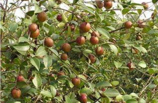 桂林品牌跨界融合 石斛、油茶、刺梨、竹林?jǐn)y手電子產(chǎn)品銷售猛虎下山