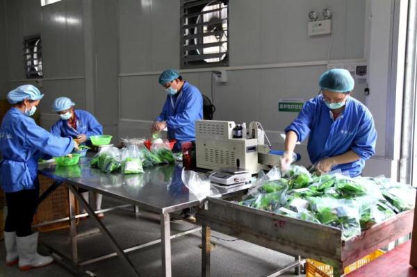 竹韻生金 一片竹林帶旺的南粵美麗鄉(xiāng)村