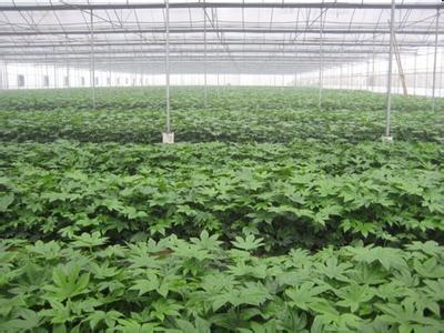 常夏石竹種子市場動態 價格、廠家與采購指南